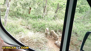 Nympho African Girlfriend Sucks My White Cock After Exotic Safari Date