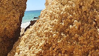 Real Amateur Couple Fucking In Public Beach Doggy Style & Blowjob With Dani Marco