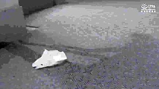 Amateur Asian Webcam Strip Masturbation