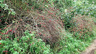 red tits on hikingway