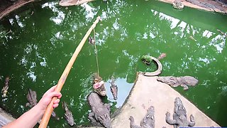 Crocodile feeding and pussy pleasing