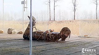 asian chinese bondage shiabri