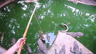 Crocodiles munching and making his amateur Thai GF cum hard