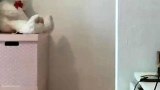 Big-Ass Brunette Plays with Toys on Webcam