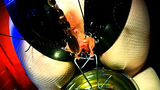 Amateur preggo hoe toys her pussy close up in fetish solo