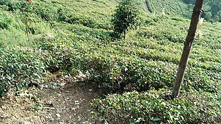 Walking Through a Beautiful Tea Plantation  Relaxing Nature Adventure