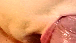 Homemade Blowjob Close-up