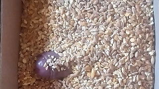 Cock overwhelmed by Wheat