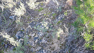 Fucking and Pissing Outdoors