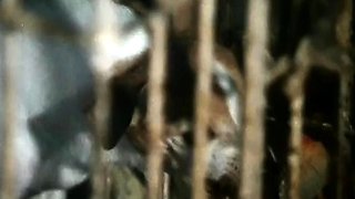 Hardcore Fucking Scenes with Blowjob Giving Brunettes