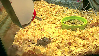 Amazing rack MILF fucks nice guy who buys hamster for stepson