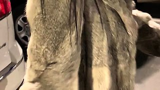 Beautiful Brunette Big Boobs Rides Fake Cock