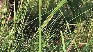 Peeing in the Grass in a Meadow