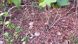 Desi fuked full xxx video