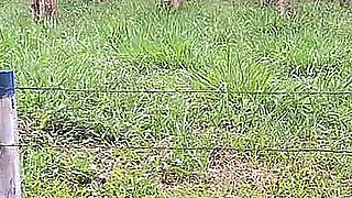 Flash Cock to a Girl in the Car!