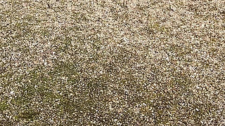 Come for a Naughty Walk with Me