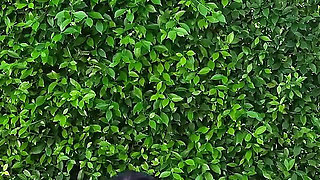 Workout with Passionbunny - Day 4 - Shoulders