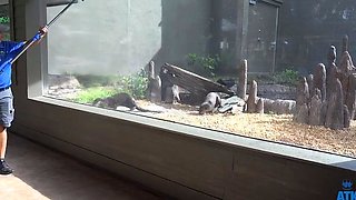 Webcam beauty and her toys have solo sex