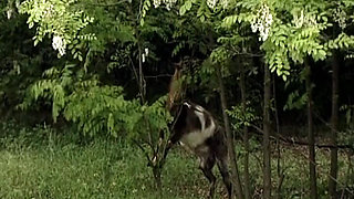 Blonde Pussy Licking Lesbians From Germany Having Fun Outdoor