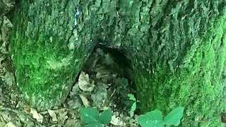 Ilikeitwhen cum tribute in the forest